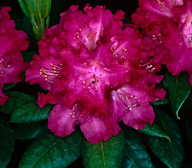 R. 'Caractacus'