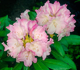 R. 'Dorothy Swift'