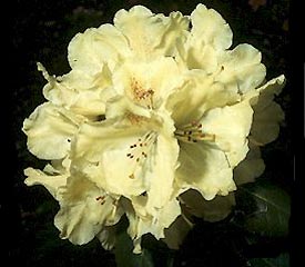 Rhododendron 'Goldkrone