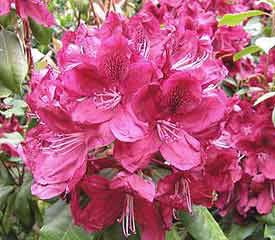 R. Moser's Maroon