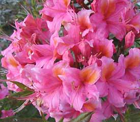 Azalea Pucella Rhododendron luteum Pucella