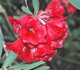 R. 'Rosevallon'