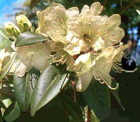 R. 'ambiguum'