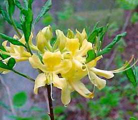 R. austrinum