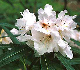 R. 'elegantulum'
