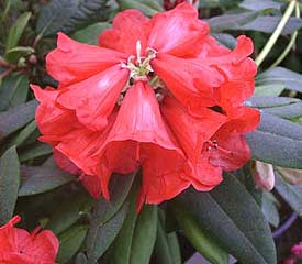 R. 'elliottii'