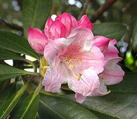 R. 'insigne'