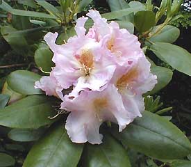 R. 'Janet Blair'