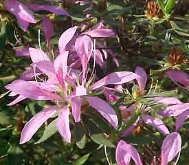 R. 'Koromo Shikibu'