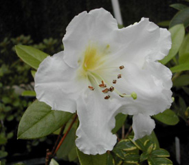 R. 'ludwigianum'