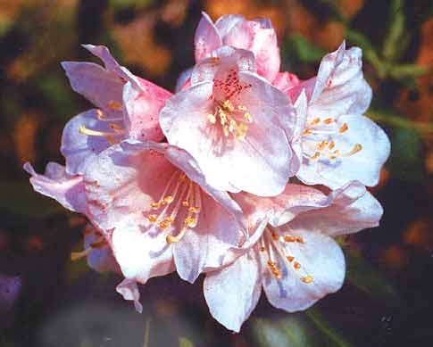 R. 'maculiferum'