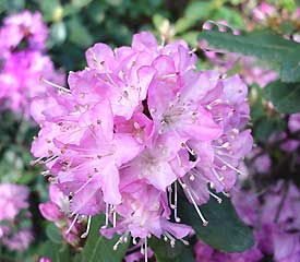 R. 'racemosum'