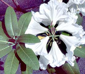R. 'serotinum'