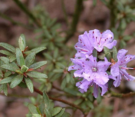 R. 'thymifolium'