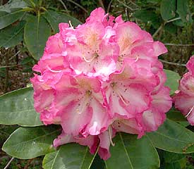 R. 'Todmorden'