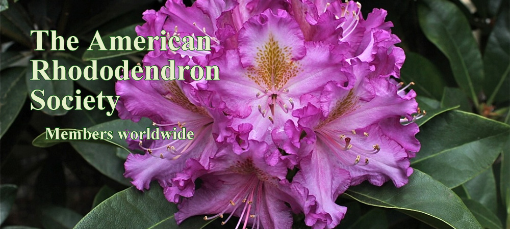 American Rhododendron Society Web Site