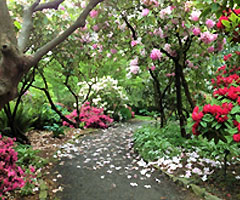 Crystal Springs<br>Rhododendron Garden