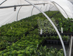 Millais Nurseries