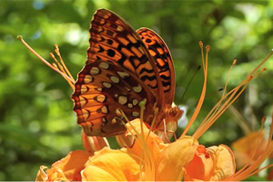 Xerces Society pollinators