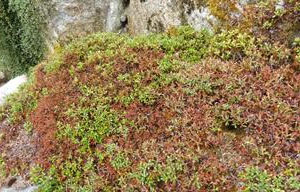 Foliage burn on R. calostrotum ssp. keleticum