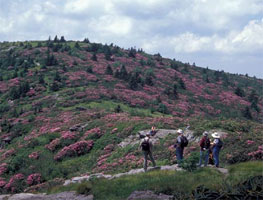 Field trip to Roan Mountain and Gregory Bald