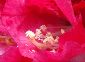 Rhododendron pollen