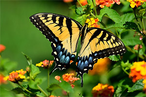 Swallowtail Butterfly