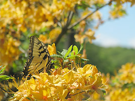 Swallowtail on R. calendulaceum<