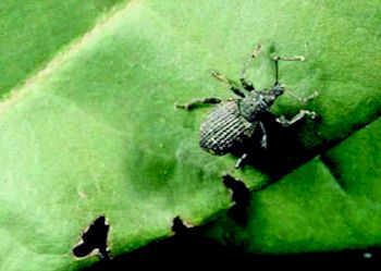 How to Get Rid of Weevils, Organic Pest Control