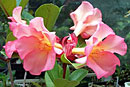 Rhododendron 'Aleksandr'