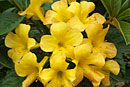 Rhododendron 'Alexa'