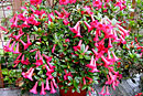 Rhododendron 'Alisa Nicole'