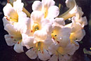Rhododendron 'Angelique'