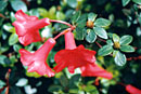Rhododendron 'Angelique'