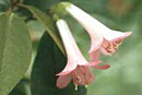 Rhododendron 'Anggi Lake'