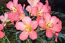 Rhododendron 'Apassionata'