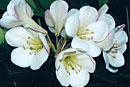 Rhododendron 'Archangel'