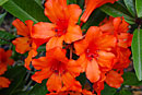 Rhododendron 'Asutasan'