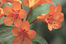 Rhododendron 'Athanasius'
