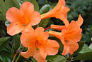 Rhododendron 'Cakes and Ale'