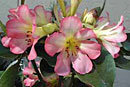 Rhododendron 'Calavar'