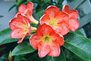 Rhododendron 'Calypso'