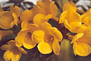 Rhododendron 'Canary Bird'