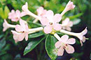 Rhododendron 'Candy'