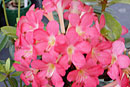 Rhododendron 'Candy Floss'
