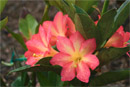 Rhododendron 'Candy Floss'