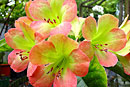Rhododendron 'Candy Lime'