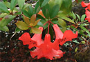 Rhododendron 'Captain Scarlet'