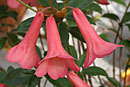 Rhododendron 'Carillon Bells'