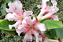 Rhododendron 'Carmel'